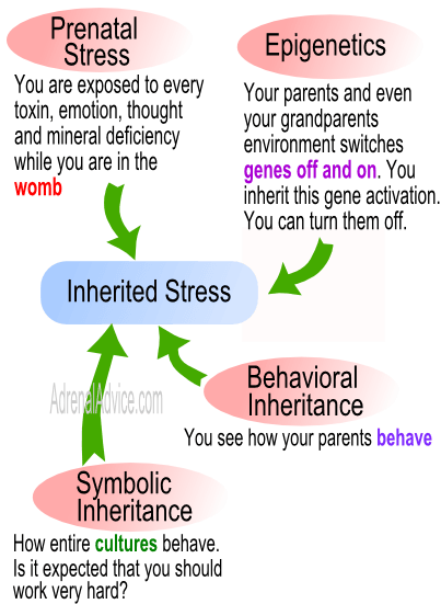 adrenal fatigue hereditary