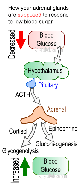 adrenal fatigue hypoglycemia