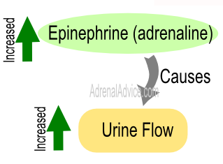 adrenal fatigue urination