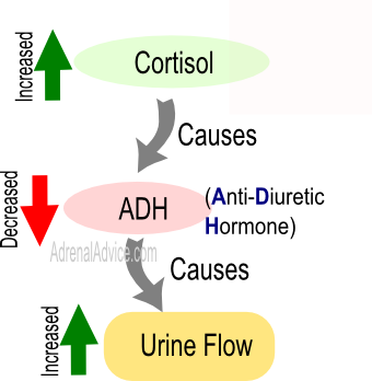 adrenal fatigue urination