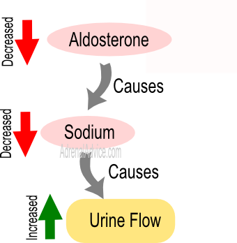 adrenal fatigue urination