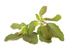 holy basil adrenal fatigue